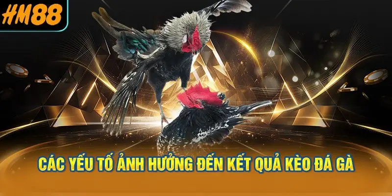 Các yếu tố ảnh hưởng đến kết quả kèo đá gà